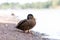 Closeup shot of a wild duck near the water in Helsinki, Finland