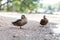 Closeup shot of wild ducks near the water in Helsinki, Finland