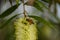 Closeup shot of a wild honey bee collecting pollen from vibrant yellow bottlebrush flower