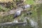 Closeup Shot of a Wild Long Legged Ibis Bird Hunting