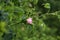 Closeup shot of a wild pink rosehip flower