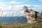 Closeup shot of wild plants growing on a coastline