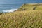 Closeup shot of wild plants growing on a coastline