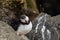 Closeup shot of a wild puffin perched on rocks