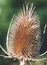 Closeup shot of the wild Teasel growing in the city of Halle Saale in Germany