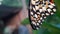 Closeup shot of a wing of a colorful butterfly with a blurry background during daytime