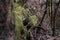 Closeup shot of a wood log covered with moss in forest