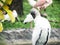 Closeup shot of a wood stork (Mycteria americana) cleaning its feathers