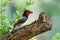 Closeup shot of a woodpecker finch perched on a tree branch with a blurred background