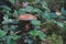 Closeup shot of a woolly milkcap mushroom (Lactarius torminosus) in the forest