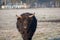 Closeup shot of yak bulls