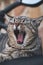 Closeup shot of a yawning tabby cat