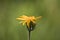 Closeup shot of a yellow Arnica Montana flower on blurred background