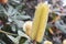 Closeup shot of the yellow banksia flowers