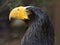 Closeup shot of a yellow-beaked black eagle