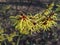 Closeup shot of yellow blooms on naked branches of Japanese witch-hazel Hamamelis japonica in early spring in sunlight