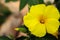 Closeup shot of a yellow Calibrachoa flower