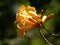 Closeup shot of yellow campsis flowers against a bokeh background