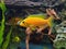 Closeup shot of yellow Cichlidae cichlid at home in the aquarium