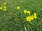 Closeup shot of yellow cinquefoil flowers growing in the field