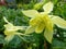 Closeup shot of Yellow Columbine, European Columbine