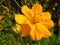 Closeup shot of yellow common cosmos flower