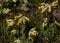 Closeup shot of yellow cowslip wildflowers