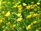 Closeup shot of yellow creeping buttercup growing in a field