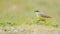 Closeup shot of a yellow domestic canary on a green field