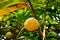 Closeup shot of a yellow dragon fruit with a triangle-textured skin hanging on the tree