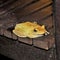 Closeup shot of a yellow eastern spadefoot toad on a wooden surface