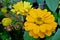 Closeup shot of yellow English marigolds