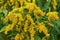 Closeup shot of yellow European goldenrod plant in full bloom
