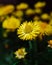 Closeup shot of a yellow Everlasting flower grown in the gar