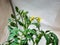 Closeup shot of yellow flower of tomato plant growing on tomato plant before beginning to bear fruit. Isolated