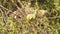 Closeup shot of Yellow footed green pigeon or yellow legged green pigeon bird feeding indian Jujube or ber fruit from tree at