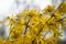 Closeup shot of yellow forsythia bushes on a blurred background