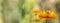 Closeup shot of a yellow Gaillardia flower on a blurry background