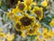 Closeup shot of yellow Helianthus ciliaris flowers in a garden