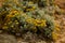 Closeup shot of the yellow helichrysum flowers blooming in the field on blurred background