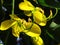 Closeup shot of yellow Indian Laburnum flowers