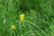 Closeup shot of yellow Lance-leaved coreopsis flowers in a field