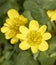 Closeup shot of a yellow lesser celandine flower