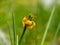 Closeup shot of a yellow lilium bosniacum in a field