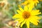 Closeup shot of a yellow oxeye (Heliopsis) flower in a garden