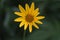 Closeup shot of a Yellow Rudbeckia or Black Eyed Susan Flower