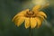 Closeup shot of a Yellow Rudbeckia or Black Eyed Susan Flower