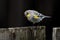 Closeup shot of a yellow-rumped warbler on a wooden fence