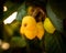 Closeup shot of yellow seasonal seedlings hanging from a tree branch