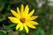 Closeup shot of a yellow sunroot on a blurred background